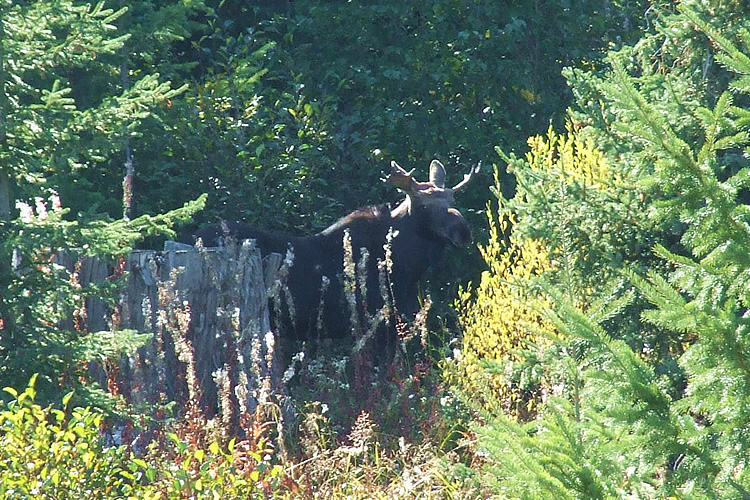 Moose - Young Bull Moose