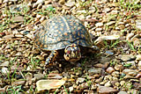 Tombigbee Turtle