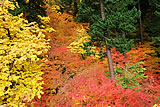 Washington Fall Colors