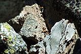 Ladybug Hordes