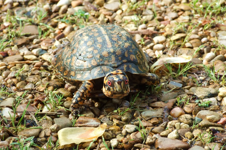 Tombigbee Turtle